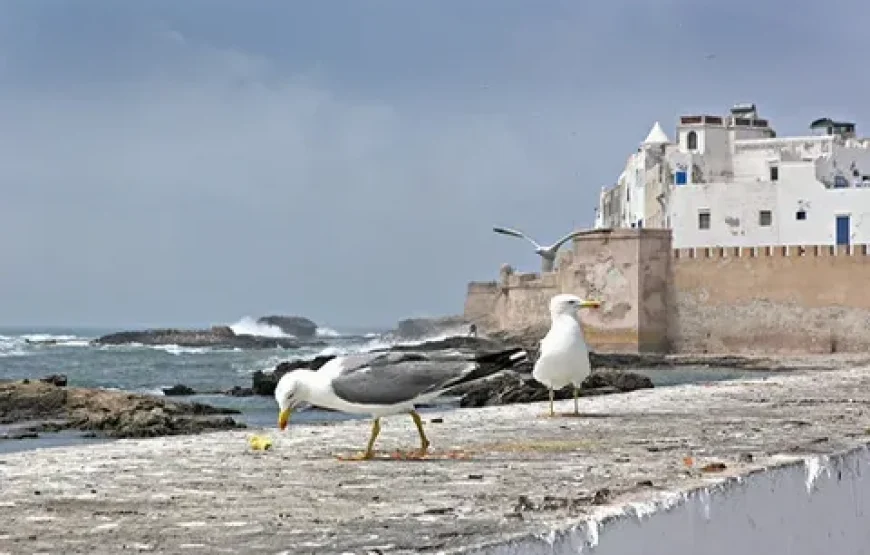 From Marrakech: Small Group Day Trip to Essaouira and Sekkala