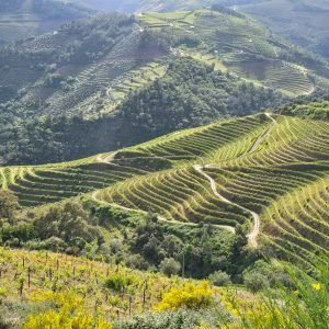 Douro Valley Tour