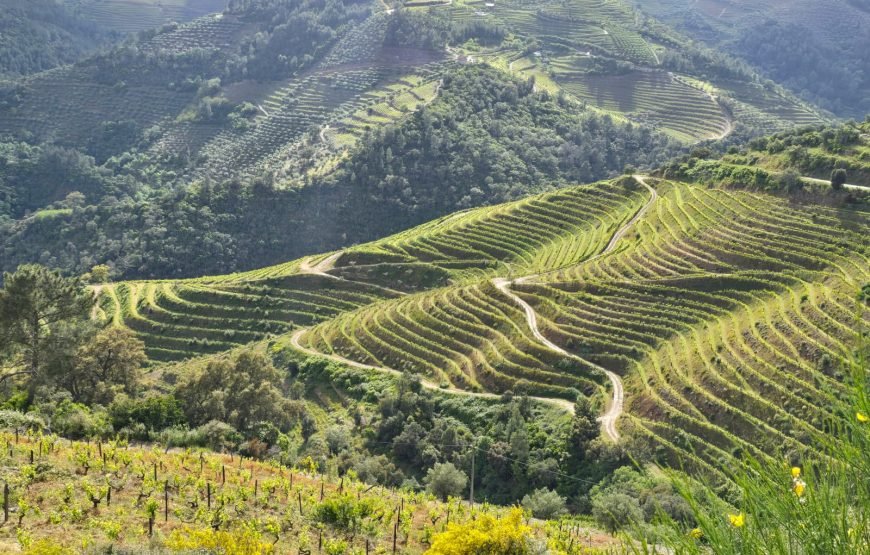 Douro Valley Tour