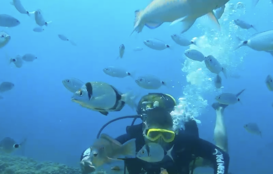 Side: Undersea Museum Diving Tour