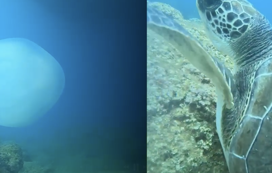 Side: Undersea Museum Diving Tour