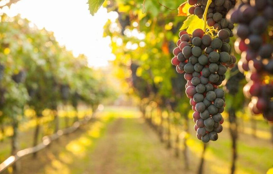 Vineyards & Vistas: Private Frascati Wine Tasting Tour from Rome – Gourmet Escape