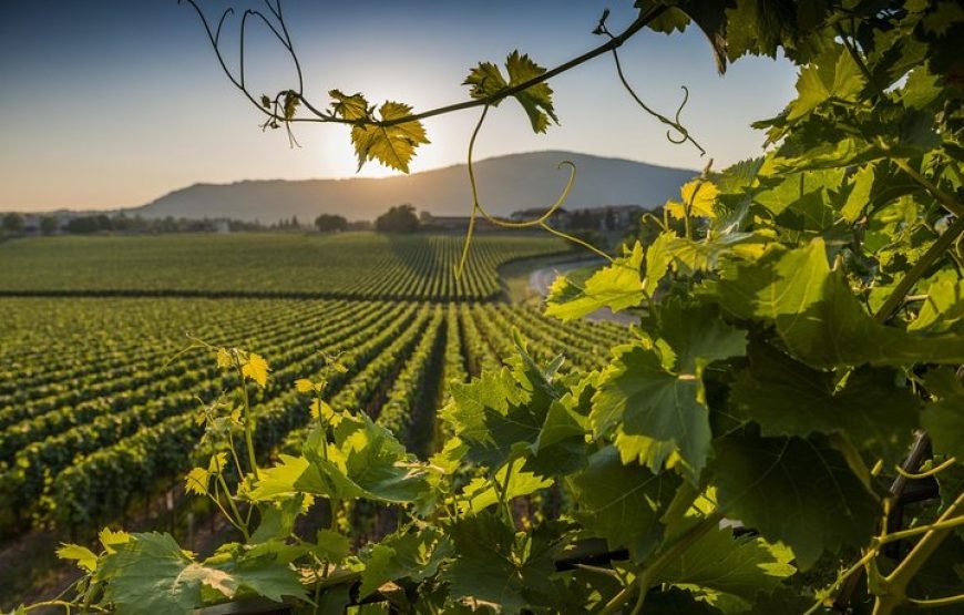 Vineyards & Vistas: Private Frascati Wine Tasting Tour from Rome – Gourmet Escape