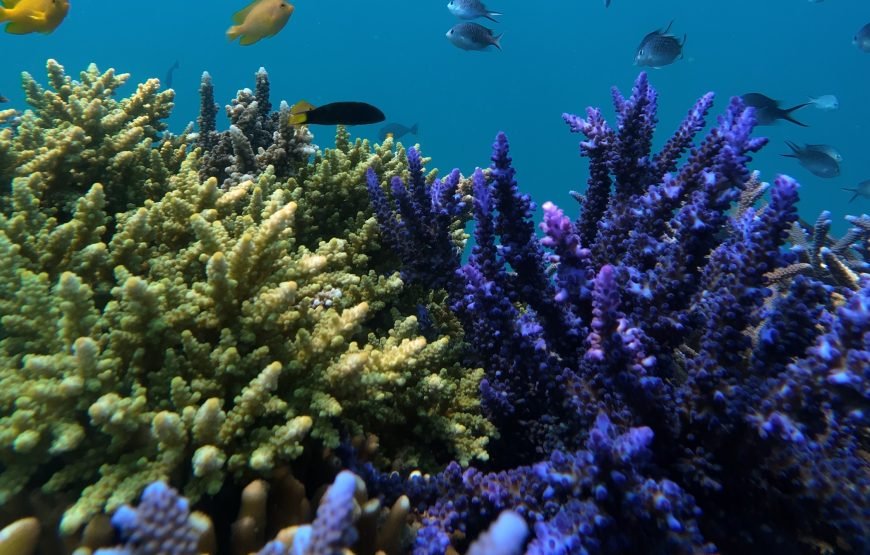 Lombok Private Snorkeling Tour to a Secret Island