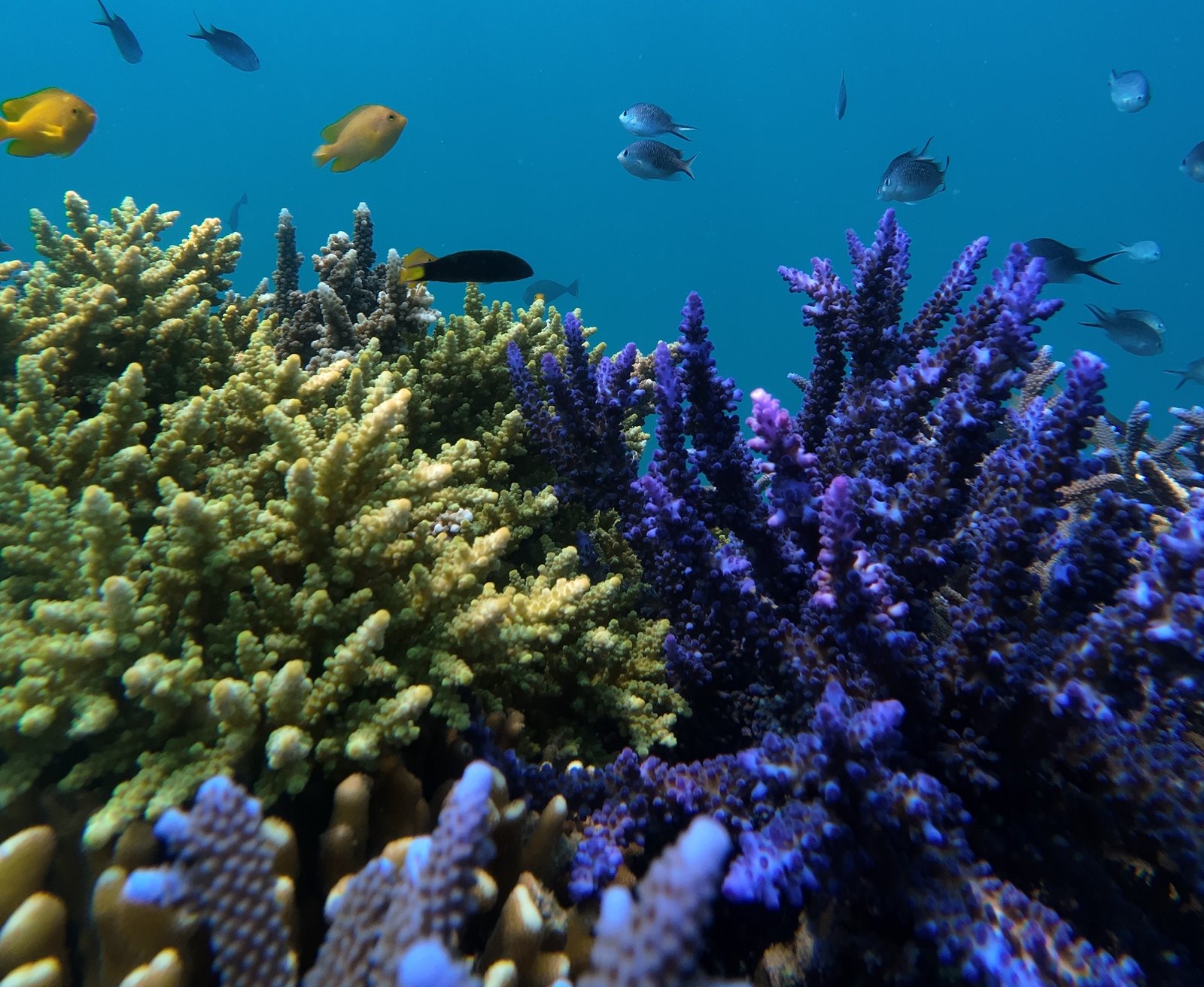 Snorkeling at Gili Nanggu