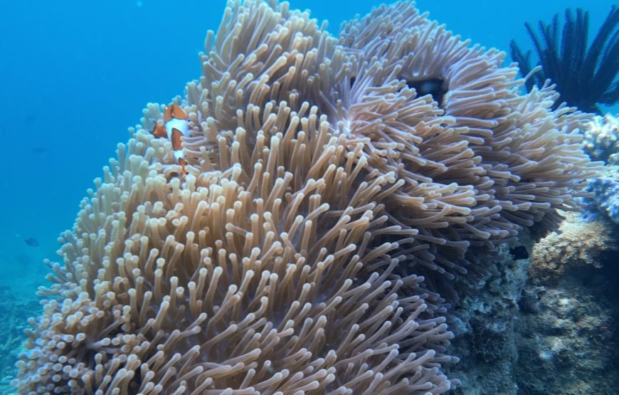 Lombok Private Snorkeling Tour to a Secret Island