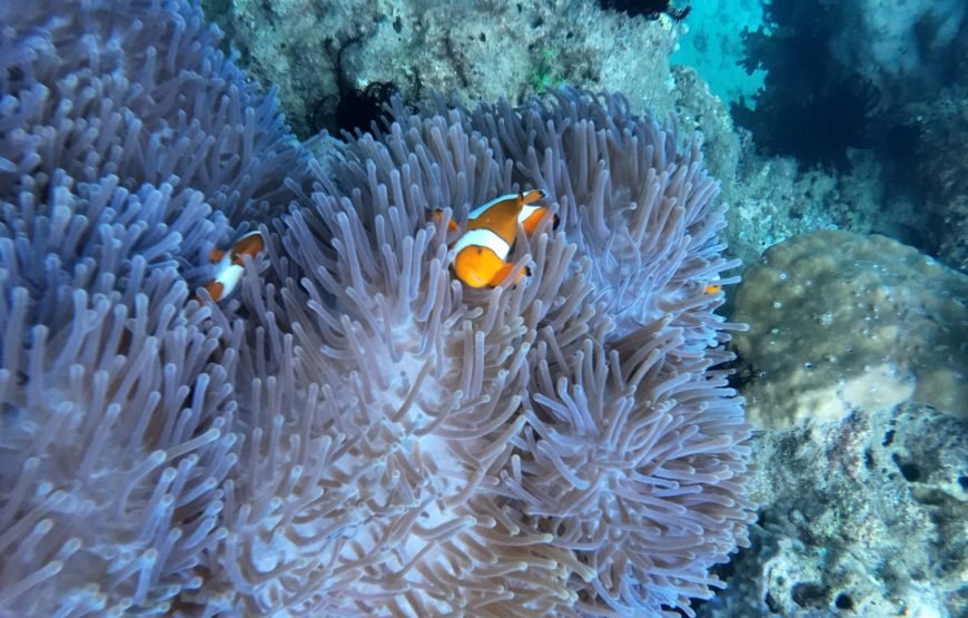 Lombok Private Snorkeling Tour to a Secret Island