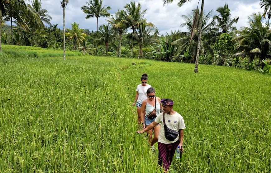 Lombok Car Hire With Driver Customizable Tour