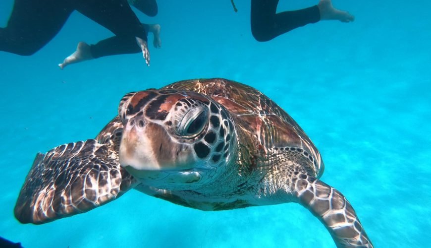 Bali Blue Lagoon Snorkeling