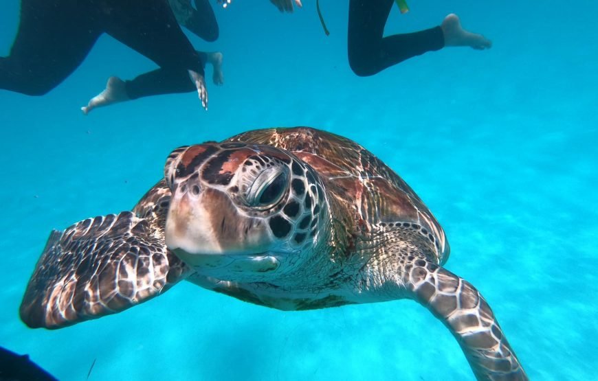 Bali Blue Lagoon Snorkeling