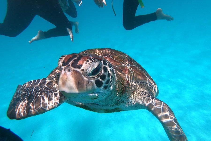 Bali Blue Lagoon Snorkeling