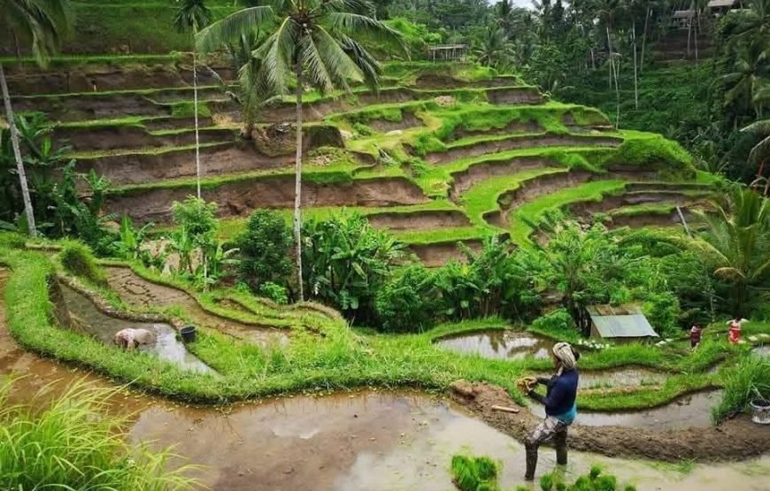 Ubud Day Tour