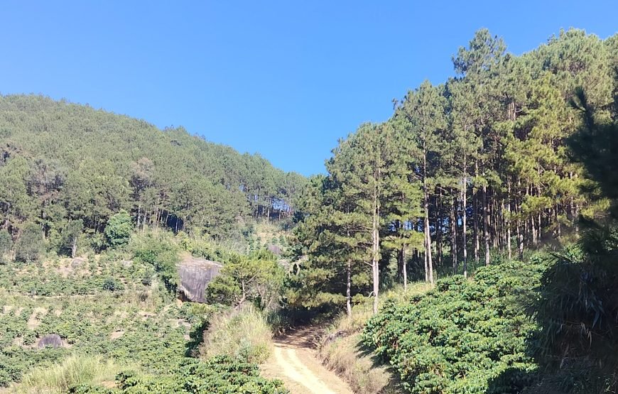 5 Days Authentic Dalat Coffee Farm & Hiking Experience