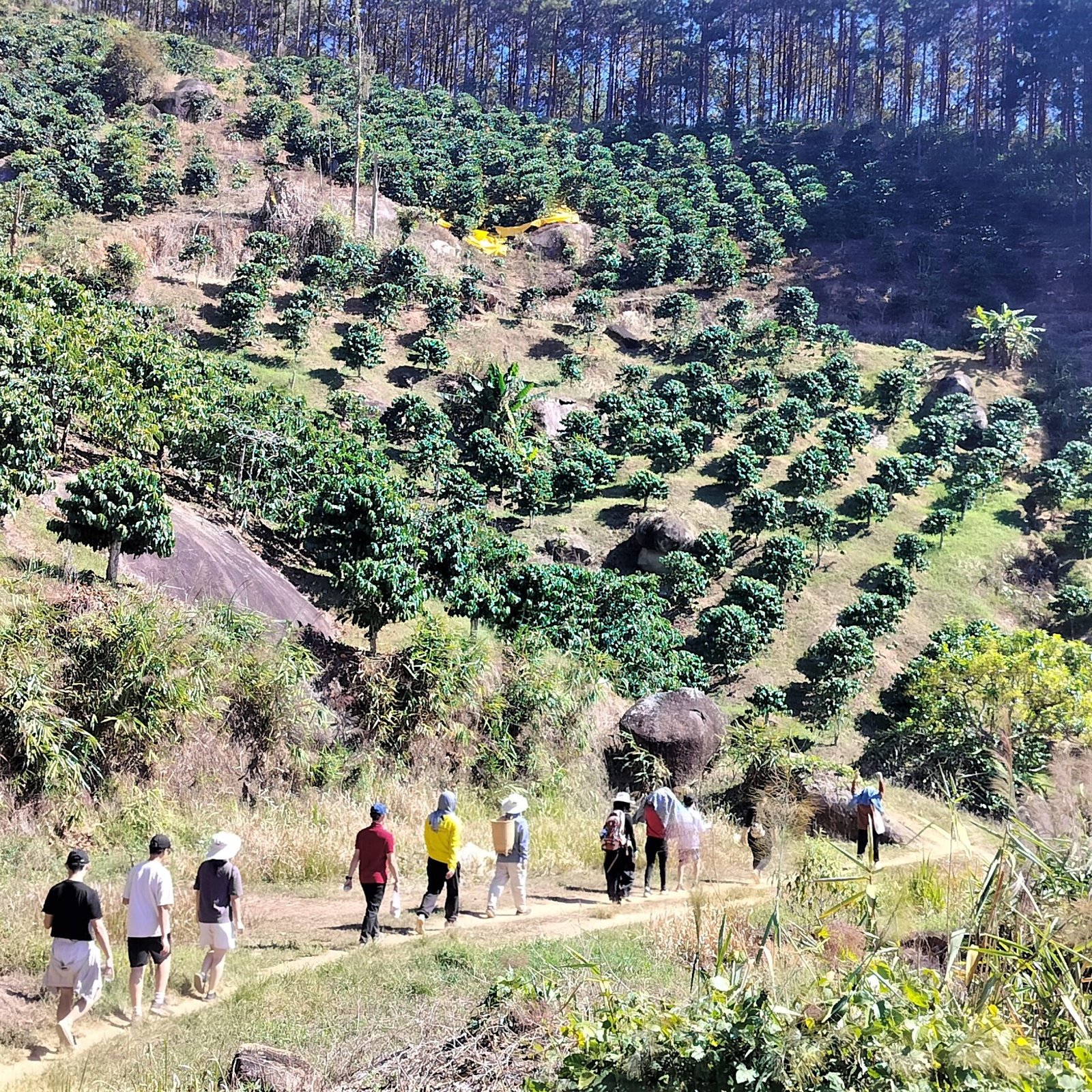 Day 3: Coffee Farm Experience & Highland Hiking