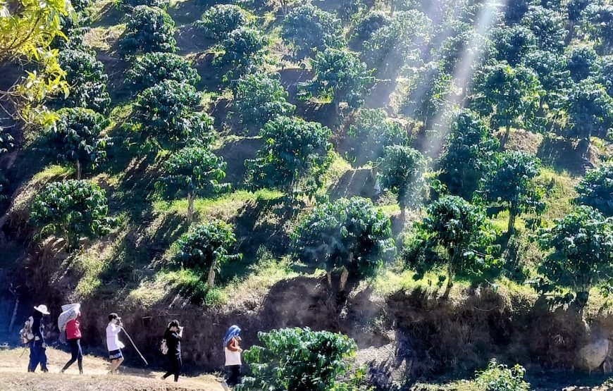 5 Days Authentic Dalat Coffee Farm & Hiking Experience