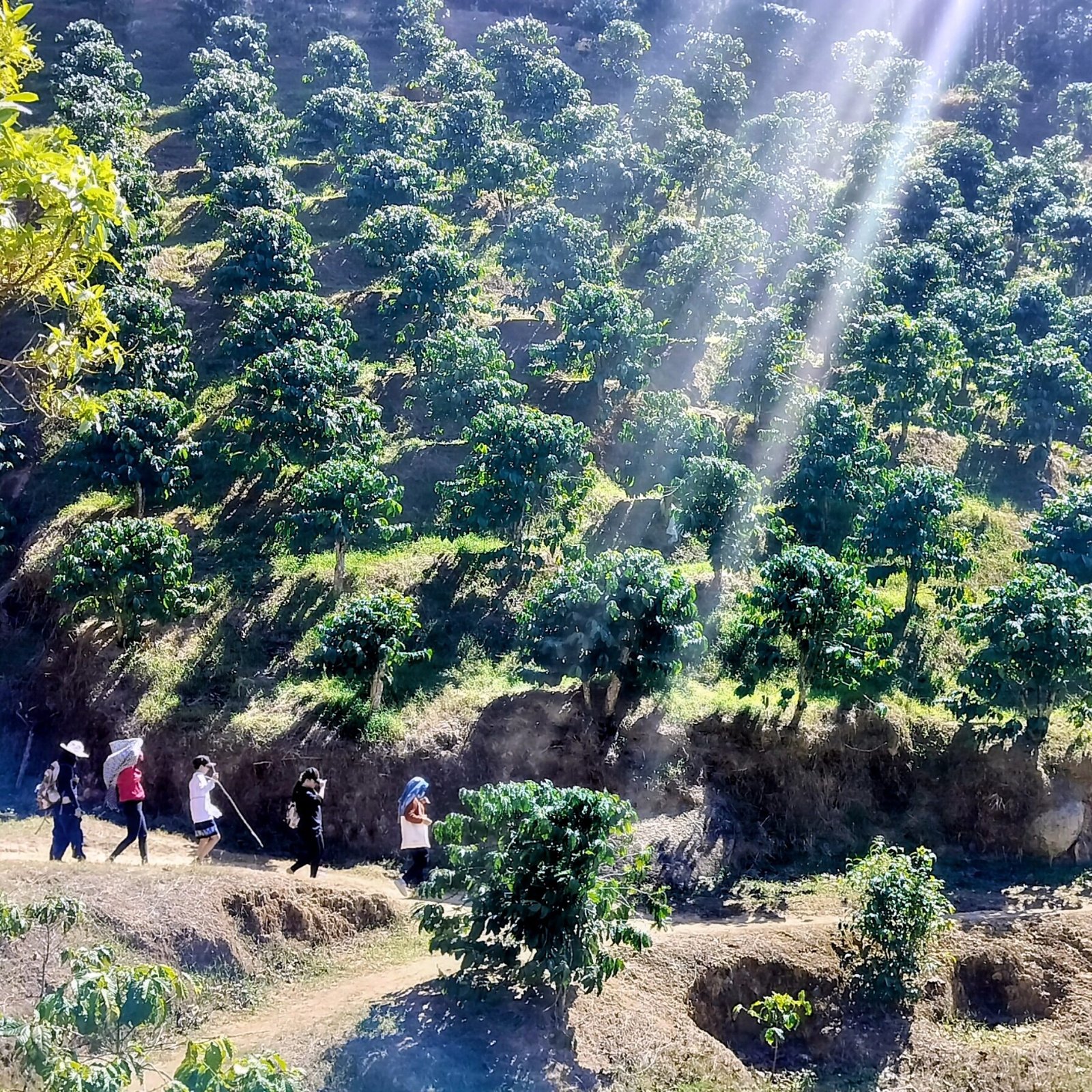 Day 2: Sunrise at the Farm - Full Day Exploring Coffee Farm and Hiking activities