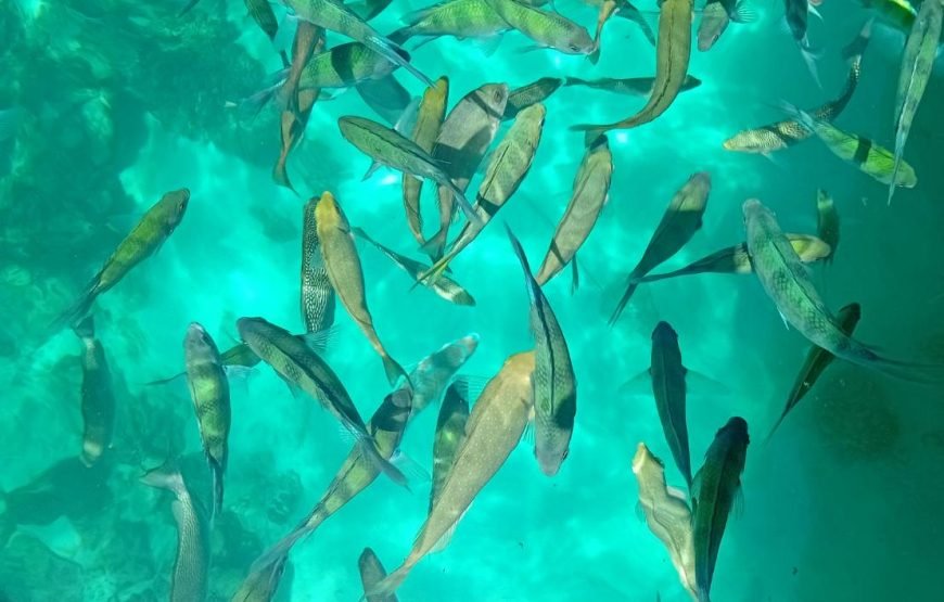 Phi Phi Island Private Long Tail Boat