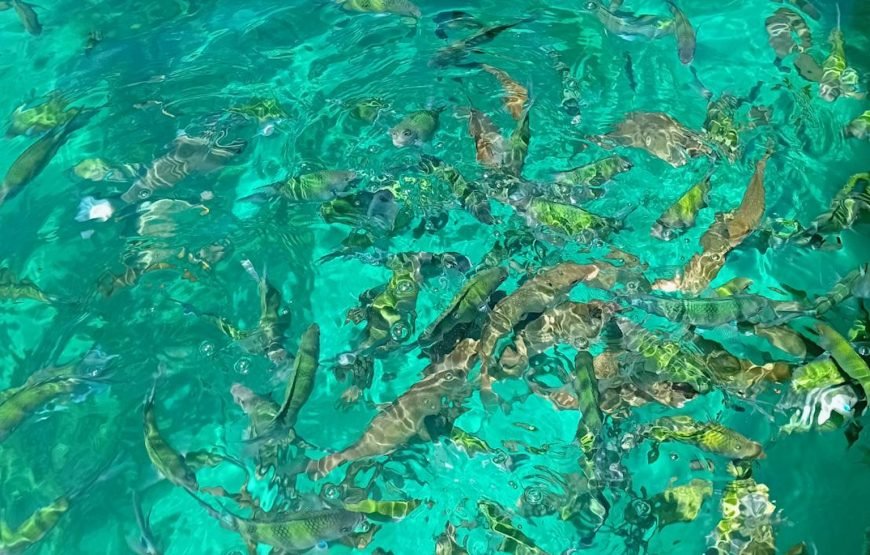 Phi Phi Island Private Long Tail Boat