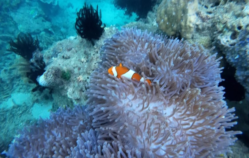 Lombok Private Snorkeling Tour to a Secret Island