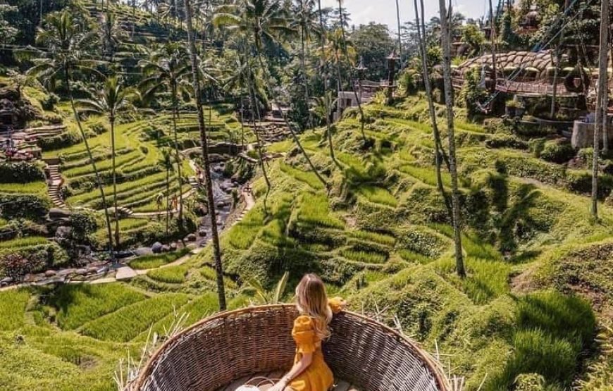 Bali : Tour Ubud With Tirta Empul, Rice Terrace & Waterfall