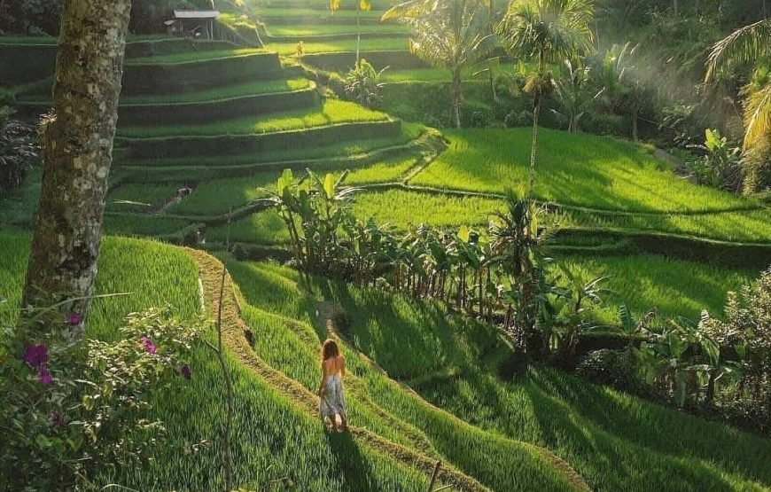 Bali : Tour Ubud With Tirta Empul, Rice Terrace & Waterfall