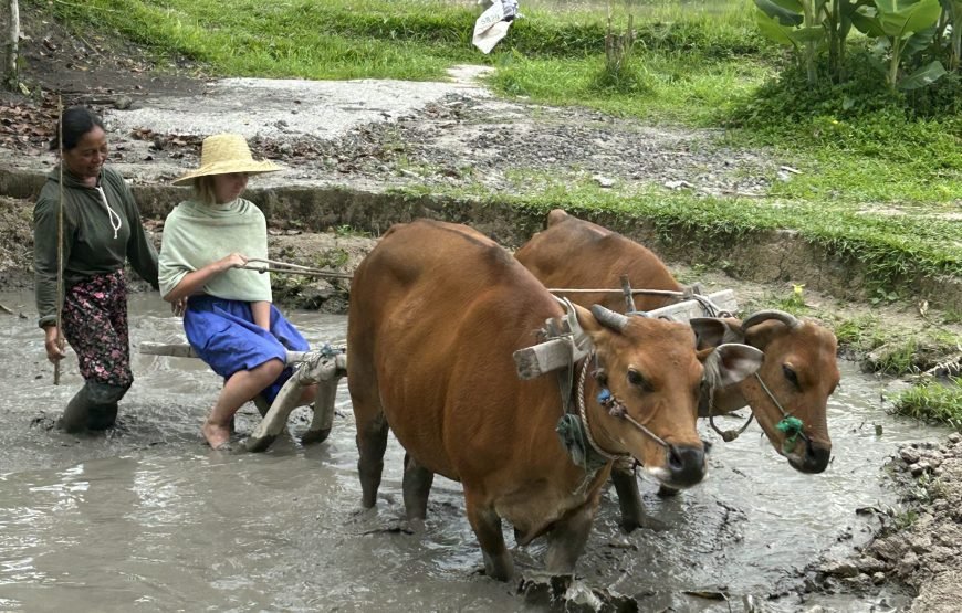 Immersion in Balinese Life