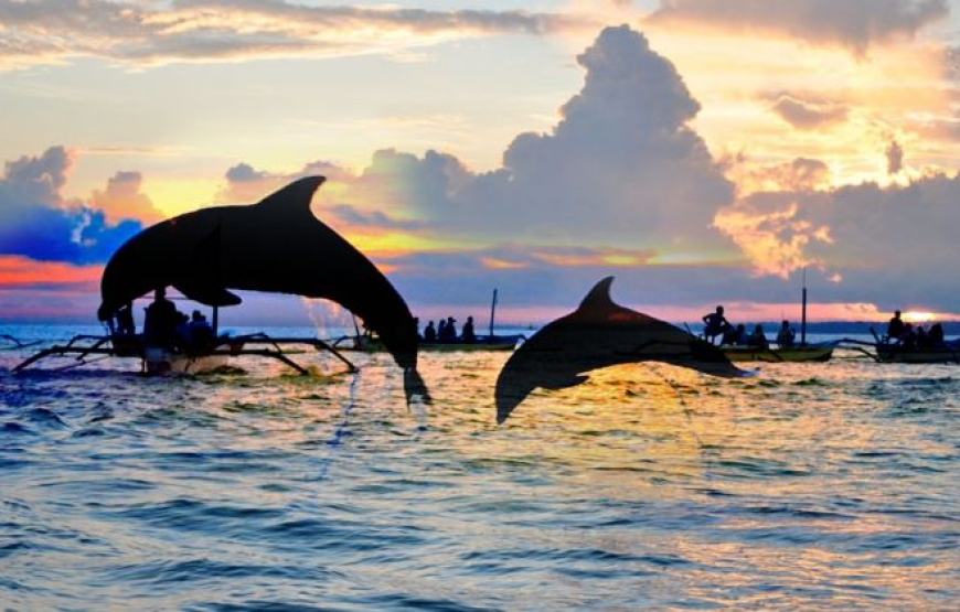 Northern Wonders Dolphin Watching & Highland Serenity