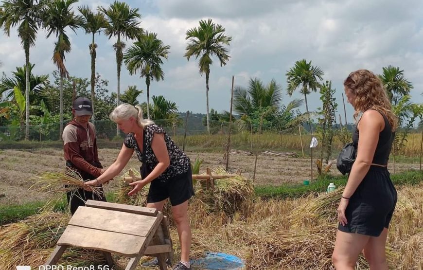 Walking on Rice Terrace and Explore Benang Setokel & Kelambu Waterfalls