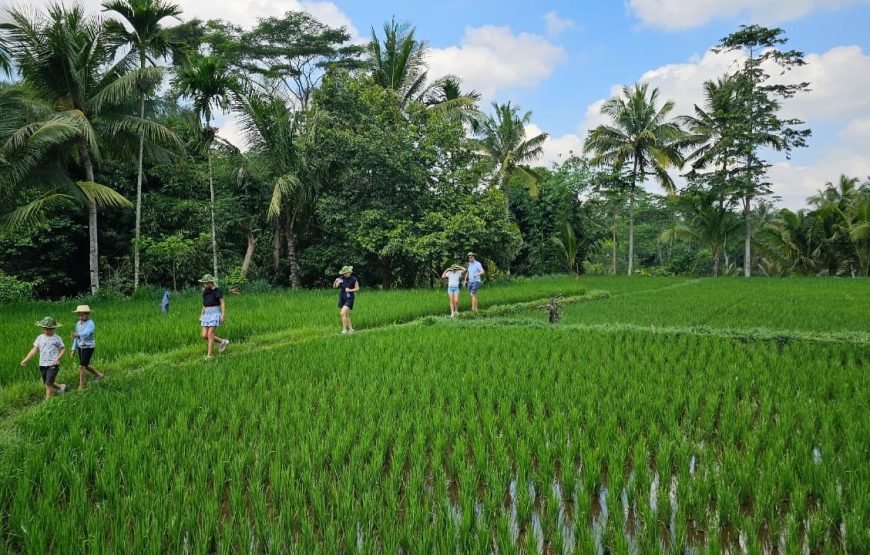 Lombok Car Hire With Driver Customizable Tour