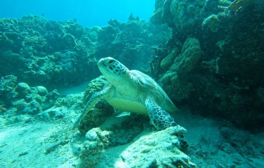 Private Snorkeling Trip to The Three Famous Gilis (Trawangan, Meno & Air)