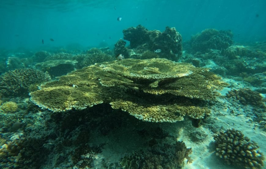 Private Snorkeling Trip to The Three Famous Gilis (Trawangan, Meno & Air)