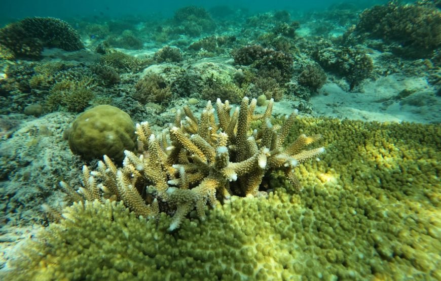 Private Snorkeling Trip to The Three Famous Gilis (Trawangan, Meno & Air)