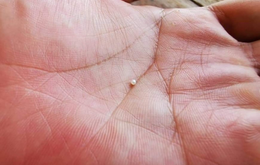 Phuket Pearl Farm Learning Tour