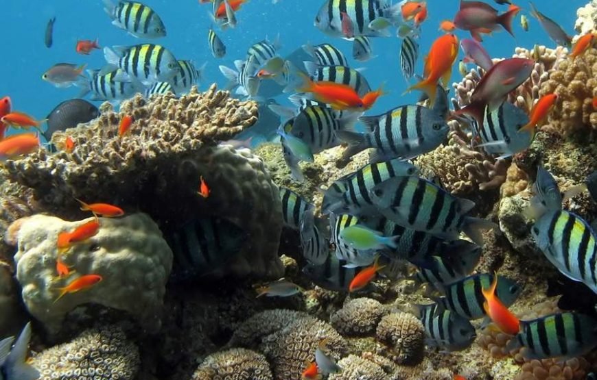 Bali Blue Lagoon Snorkeling