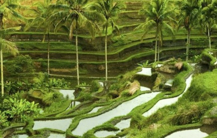 7 Days 6 Nights Bali Island Tour: Adventure & Cultural Exploration
