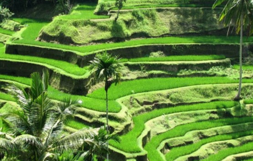 7 Days 6 Nights Bali Island Tour: Adventure & Cultural Exploration