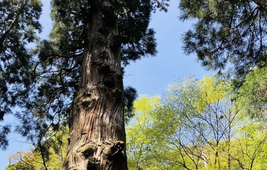 Mount Hiko Sacred Mountain Pilgrimage Hike and Yamabushi History