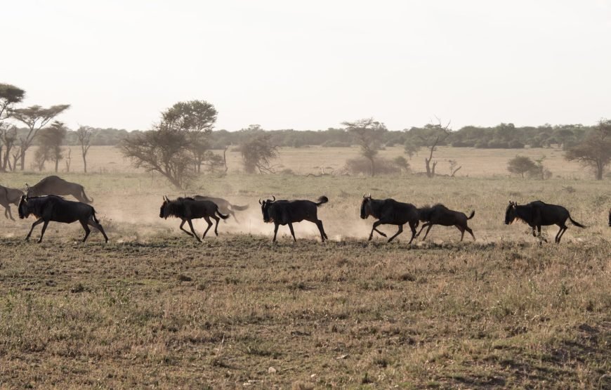 6 Day The Great Serengeti Migration Safari in Tanzania
