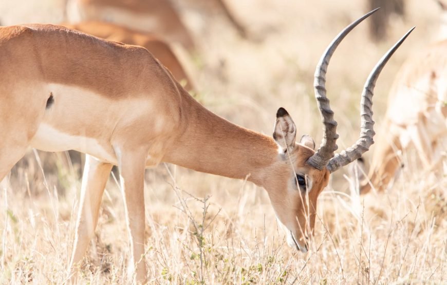 6 Day The Great Serengeti Migration Safari in Tanzania