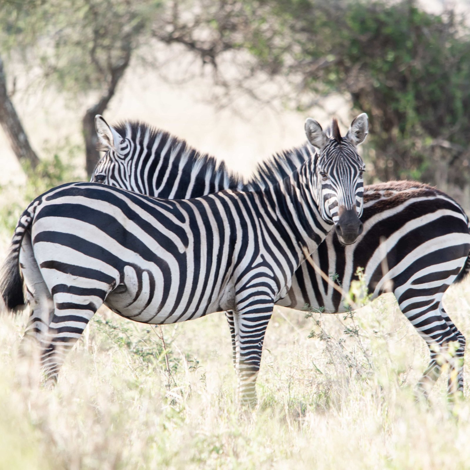 Day 3: Serengeti National Park