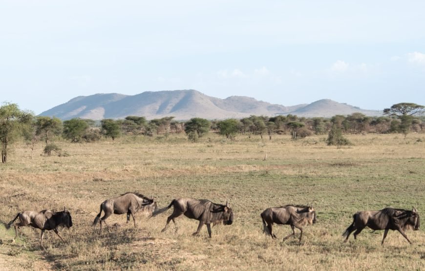 6 Day The Great Serengeti Migration Safari in Tanzania