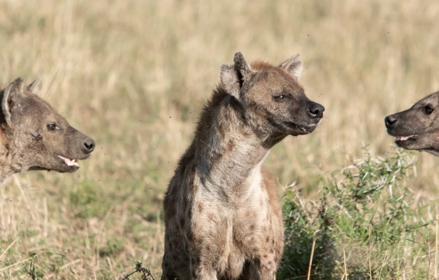 6 Day The Great Serengeti Migration Safari in Tanzania