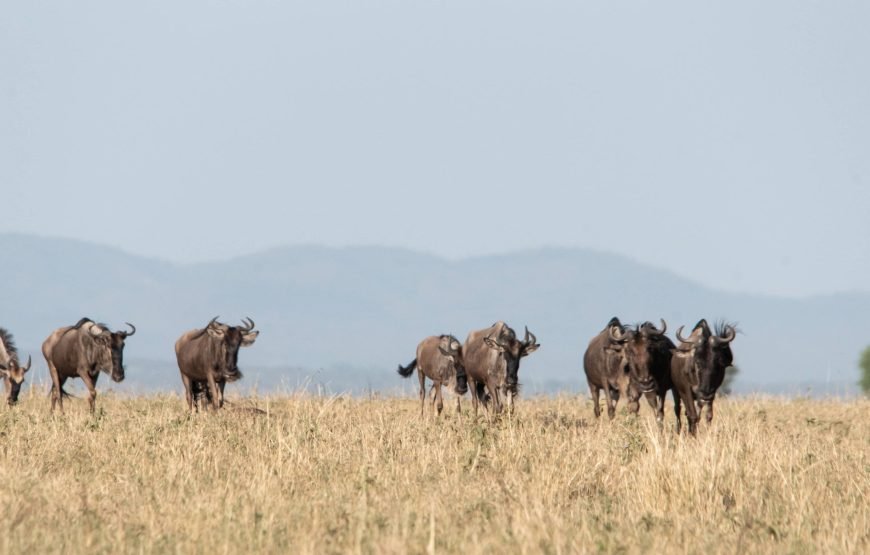 6 Day The Great Serengeti Migration Safari in Tanzania