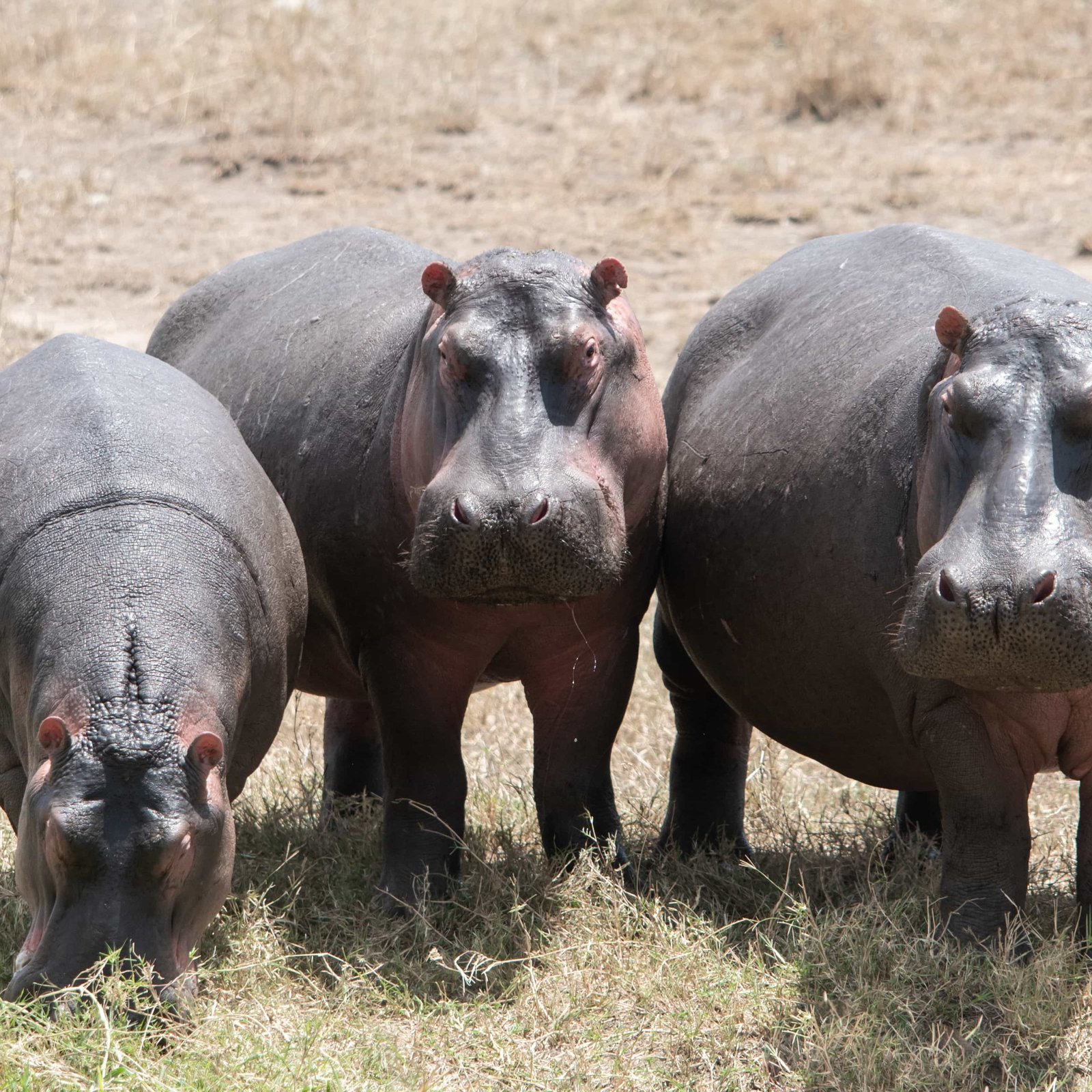  Day 5: Ngorongoro Crater