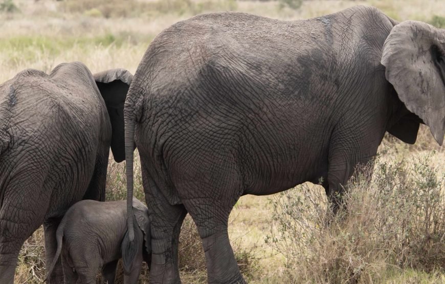 6 Day The Great Serengeti Migration Safari in Tanzania