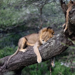 6 Day The Great Serengeti Migration Safari in Tanzania