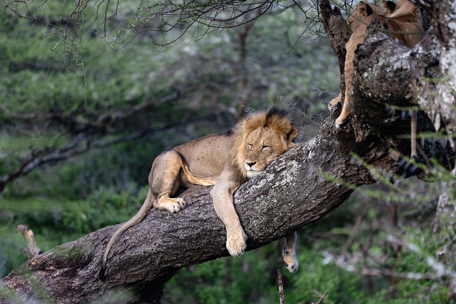 Day 1: Leave Moshi/Arusha – Lake Manyara National Park