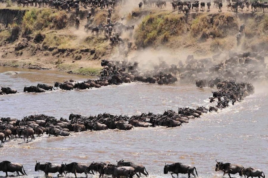 6 Day The Great Serengeti Migration Safari in Tanzania