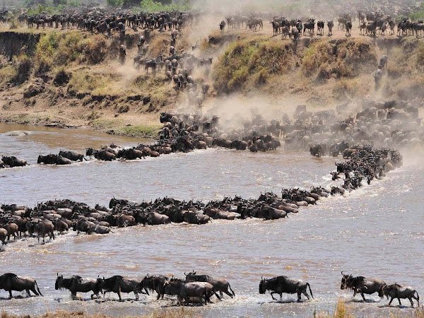 Serengeti Migration Safari