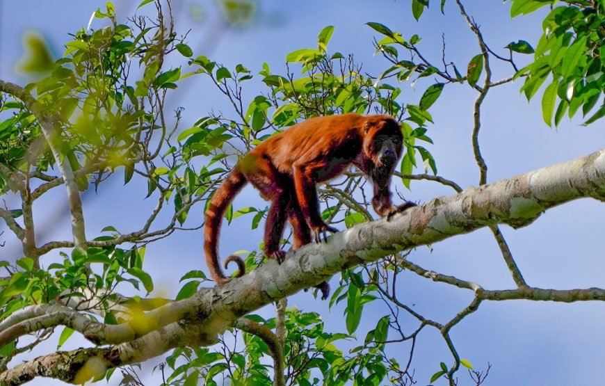 Amazon Rainforest 3‑Day/2‑Night Adventure – Tapiri Floating Lodge Stay